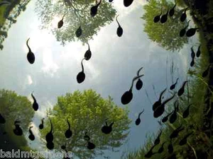 25+ Live Mystery Tadpoles - Tree Frogs, Common Greens, Pickerel or Peepers. - Picture 1 of 11