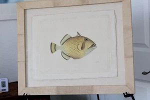 LA ROCHE LAFFITTE Original Aquarell handbemalt Fisch auf Kernpapier 1 - Bild 1 von 13