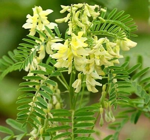 200 semillas de astrágalo membranáceo - hierba de floración perenne Huang Qi - Imagen 1 de 7