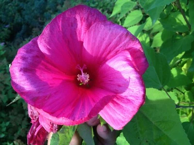 SEEDS- Hibiscus moscheutos -Cold Hardy Perennial with large gorgeous flowers - Image 1 of 4