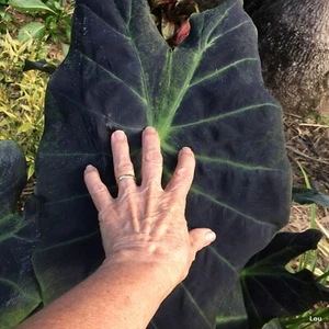 Colocasia Esculenta * BLACK BEAUTY TARO * Indoor~Elephant Ear~2 Plants - Picture 1 of 5
