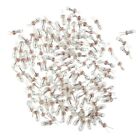 120pcs 3mm Warm White Grain of Wheat Bulbs with Wires Ideal for DIY Crafts