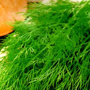 Dill Samen Dillsamen Herkules Kräutersamen Gewürz Геркулес 2000 Samen Nr.184 - Bild 1 von 1