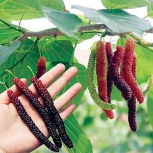 BeauFlora Mulberry  ( Pakistan Long Mulberry , Graft ) 1 Bare-Root Plant - Picture 1 of 4