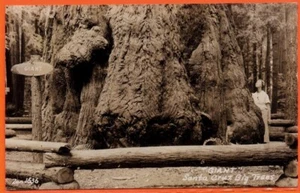 Santa Cruz CA Big Trees Giant Real Photo Postcard PM 1944 - Picture 1 of 2