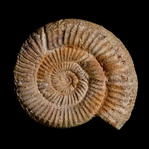 88MM Perisphinctes Ammonite Fossil Nautilus Madagascar Jurassic Age COA - Picture 1 of 9