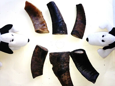 Goat Horns Huge Cut Extra Thick. Ave 120mm Australian Dog Treats, Bones, Chews. - image 1 of 4