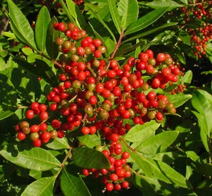 Schinus terebinthifolius - Brasilianischer Pfefferbaum Pflanzen - Bild 1 von 2