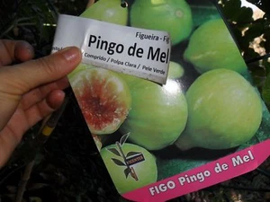 Rare figs * Honey Drop Fig Tree * Ficus Carica Pingo de Mel 50 fresh seeds - Picture 1 of 1