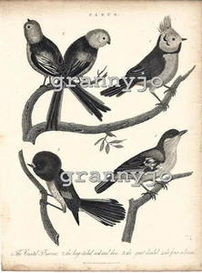 Grabado original de 1821 en placa de cobre de The Parus Group por John Pass - Imagen 1 de 2
