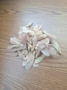100 Dry Maple Seeds Helicopters Whirlygigs For Fairy Wings Natural Materials - Picture 1 of 1