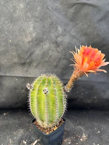 ECHINOPSIS HYBRID CV. CAPTAIN JESSOP CACTUS PIANTE GRASSE 114 - Foto 1 di 12