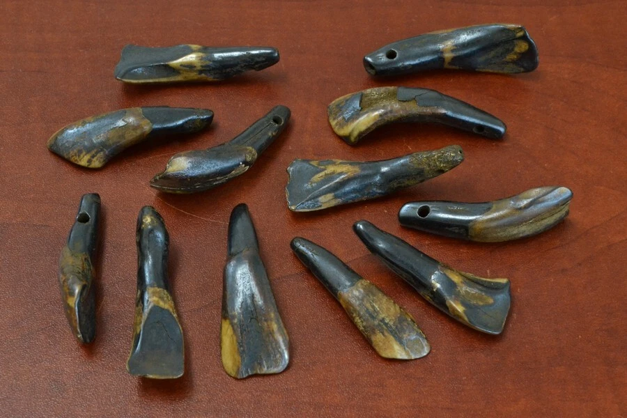 50 DRILLED GENUINE BROWN BUFFALO TEETH TOOTH BEADS PENDANTS CRAFT - Image 1 of 1