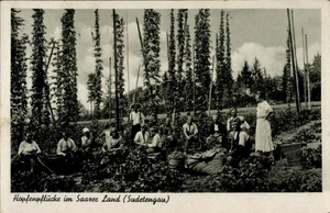 Ak Žatec Saaz Region Aussig, Hopfenpflücke im Saazer Land - 11414156 - Bild 1 von 2