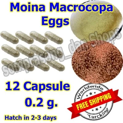 Live Moina Eggs for Aquarium Fish Fry – Culture Starter Kit 0.2g Free Shipping - Image 1 of 4