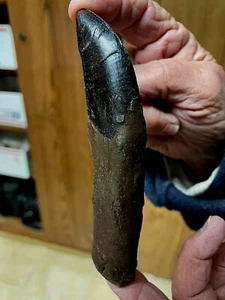 Allosaurus tooth replica Jurassic 5+" around curve BROWN with black tip - Picture 1 of 6