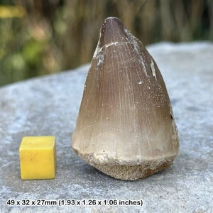 Genuine mosasaur tooth fossil - dinosaur/reptile - morocco, cretaceous - Picture 1 of 1