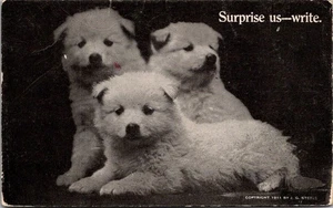 Surprise Us Write PUPPIES c1911 animal Postcard - Picture 1 of 2