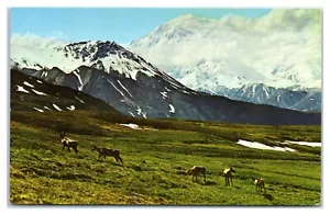 Caribou Graze in Highway Pass at Mount McKinley National Park Alaska Postcard - Picture 1 of 2