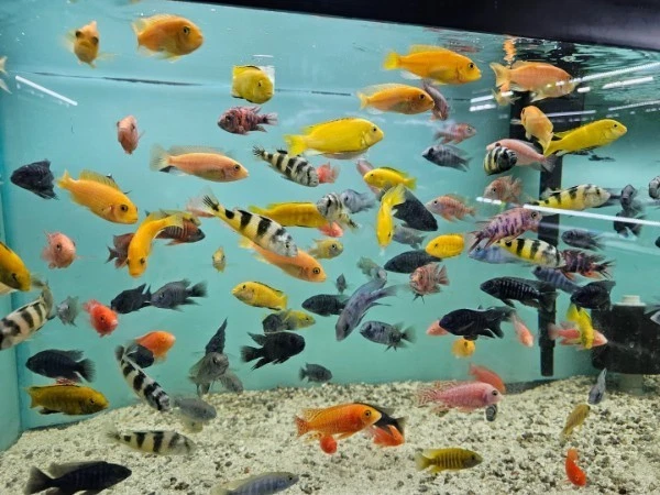 Live Freshwater Fish Assortment – Mbuna & Peacock Varieties – 2”–4” - Image 1 of 1