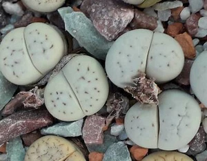 Semillas Lithops ruschiorum nelii C102 50 piezas 2021 - Imagen 1 de 2