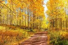 50 Golden QUAKING ASPEN TREE Populus Tremuloides White Bark Yellow Fall Seeds