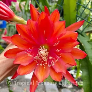 Epiphyllum 'MARIN GLOW' EpiCactus - ROOTED Cutting - Australian Hybrid. - Picture 1 of 6