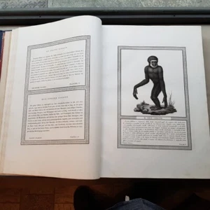 Jacob Rados Storia naturale delle scimie dei maki e Lemuri Milano 1814 illustrat - Bild 1 von 12