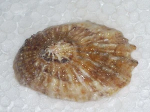 SCUTELLASTRA BARBARA SPECIAL COLOUR, BIG - Picture 1 of 3