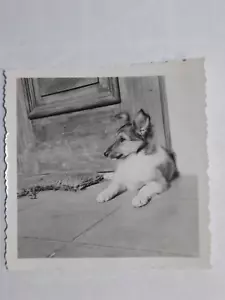 Vintage 1950s B&W Snapshot Photo 2 1/4" x 2 1/4" Dog Guarding Door PB9 - Picture 1 of 1