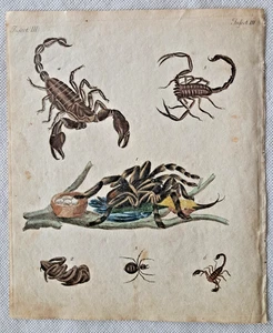 Scorpion Spider Bird Spider Coloured Copperplate 1798 Jacob Xaver Schmuzer - Picture 1 of 2