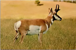 Vintage Postcard UNUSED Animals ~ PRONGHORN ANTELOPE - Imagen 1 de 2
