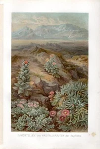 1896 KERNER CHROMO Südafrika: Erdbeere ewig, Eispflanze, Teppichgras - Bild 1 von 3