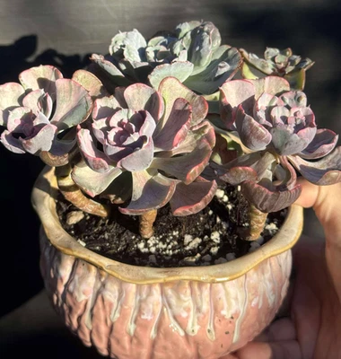 Suculentas importadas planta viva rara suculenta Echeveria Raindrop y Beyoncé Foto 1 de 4