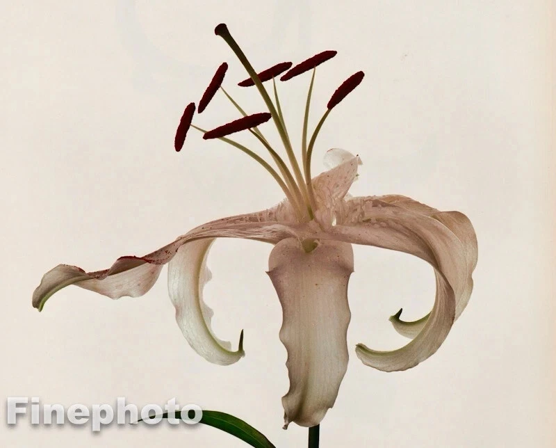 Arte fotográfico ROMEKOTE 1980 IRVING PENN vintage botánico flor lirio blanco 11x14 Foto 1 de 1