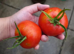 BONNY BEST TOMATE SEEDS * 15 POR PKT.* SABROSO * ENLATADO Y ENSALADAS* - Imagen 1 de 1