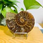 50G Natural Ammonite Fossil Quartz Slice Crystal Mineral Specimen Decoration