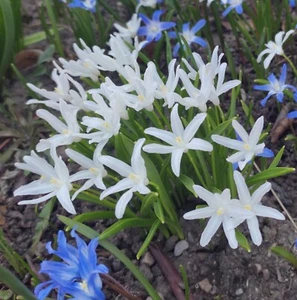 @ (◕‿◕)\\@ Chionodoxa alba  - " Weißer Schneeglanz " ( 5 Blumenzwiebeln ) - Bild 1 von 1