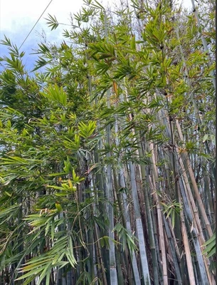 Blue Chungii Bamboo XL Rhizome Division - Image 1 of 4