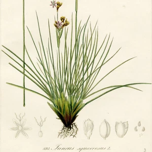 1834 REICHENBACH FLORA Hand-Colored Engraving, JUNCAS SQUARROSUS (Heath Rush) - Picture 1 of 6