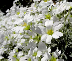 SNOW IN SUMMER Cerastium Tomentosum - 12,000 Bulk Seeds - Picture 1 of 3