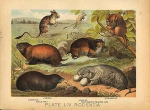 Original Antique 1880 Chromolithograph JERBOA HAMSTER DORMOUSE LEMMING POUCHED.. - Picture 1 of 1