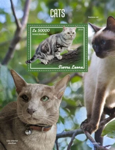 Sierra Leone 2019 MNH Cats Stamps British Shorthair Cat 1v S/S - Picture 1 of 1