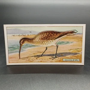 1920s Ogden's Birds Press-Outs CURLEW Antique Tobacco Cigarette Card - Picture 1 of 2