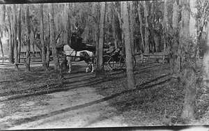 Postal J79/San Petersburgo Florida RPPC c1910 Edificio Carbuggy de Caballo 126 - Imagen 1 de 4
