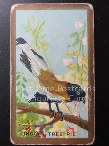 Single INDIAN TREE-PIE No.19 'FOREIGN BIRDS' Cavanders Ltd Cig Card 1926 - Picture 1 of 1