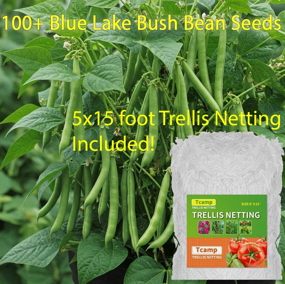 100+ Blue Lake Pole Bean Seeds WITH 5x15 ft Trellis Netting INCLUDED! - Image 1 of 1