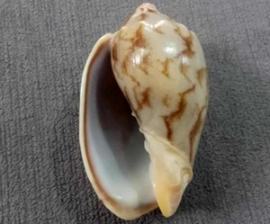 Cymbiola vespertilio 57mm GEM color Pattern, very RARE to be a sinistral shell - Picture 1 of 6