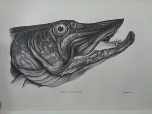 1849 FISH & FISHING OF THE UNITED STATES by FRANK FORESTER HERBERT ILLUSTRATED - Picture 1 of 11