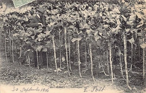 Jersey - Cabbages - Publ. Geo. Barré 20 - Picture 1 of 2